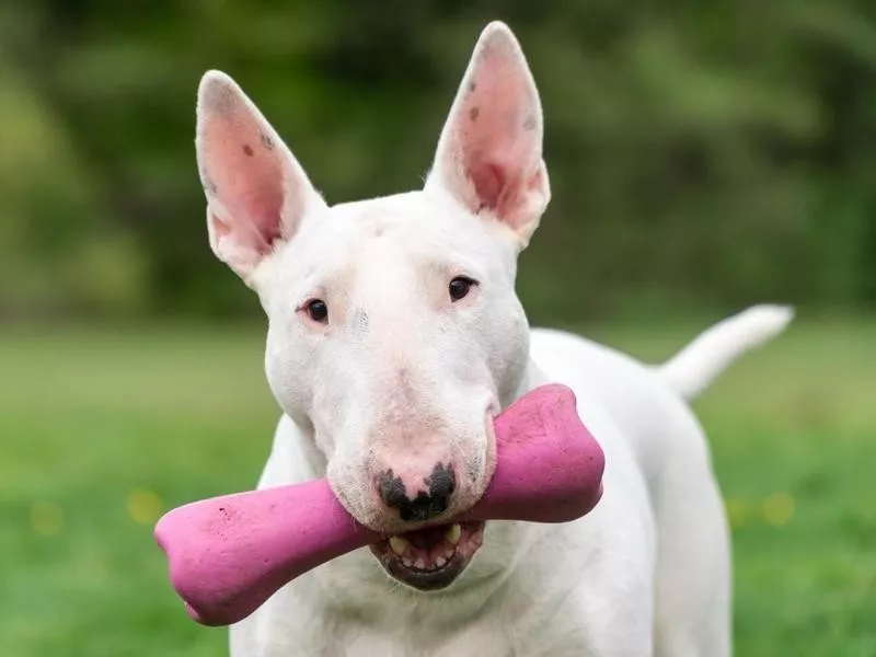 Bull Terrier