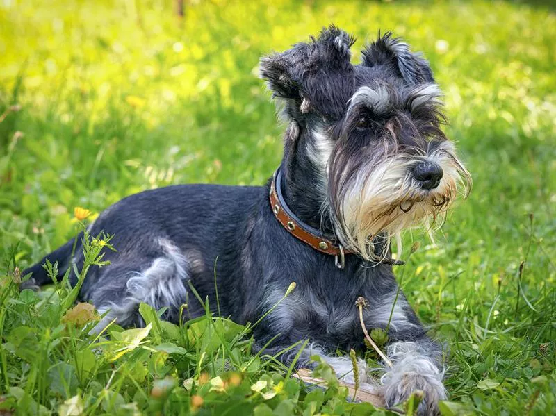 schnauzers