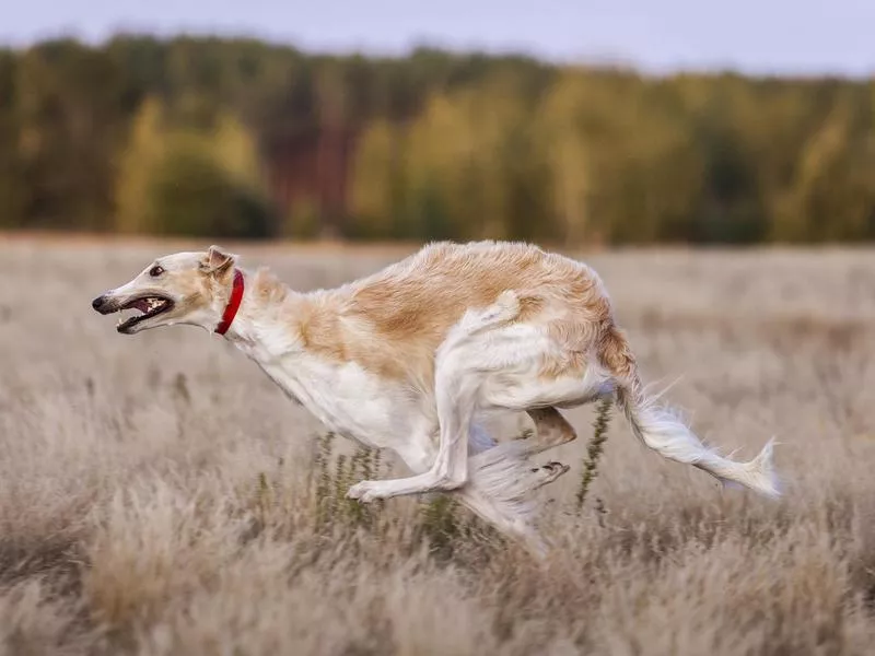 borzoi