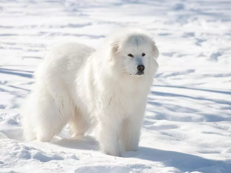 Great Pyrenees