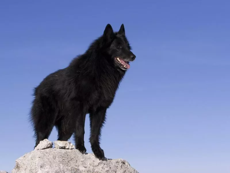 Belgian Sheepdog