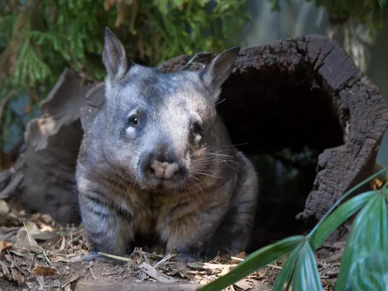 Northern Hairy Nosed Wombat