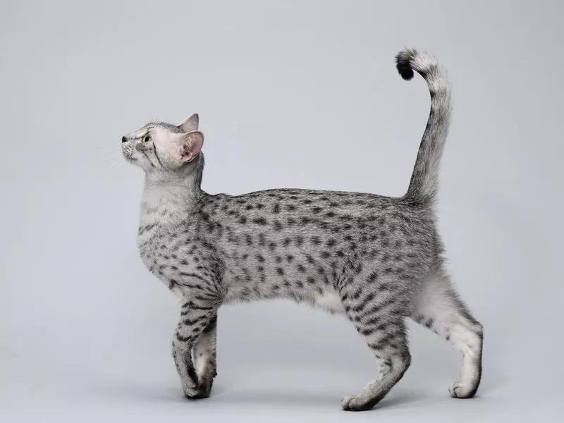 Walking Egyptian Mau Cat