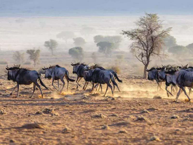 Blue Wildebeest