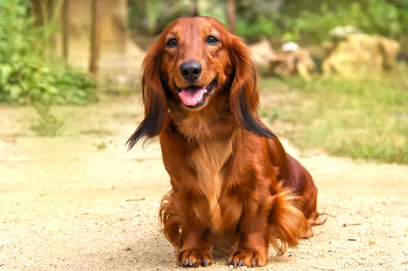 Dachshund at a park