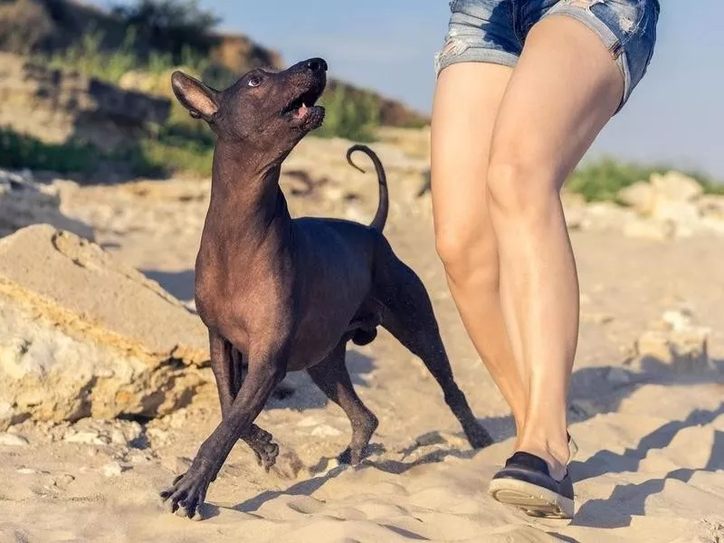 Xolo hairless dog