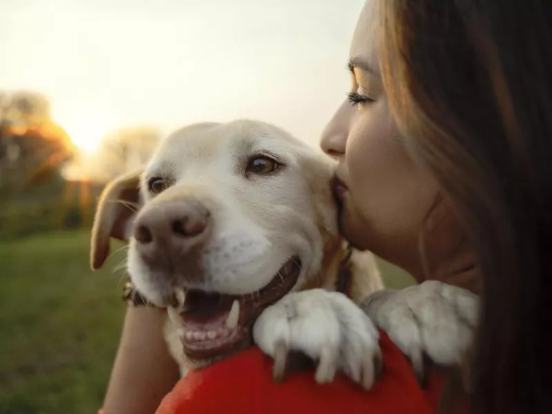 Labrador Retriever