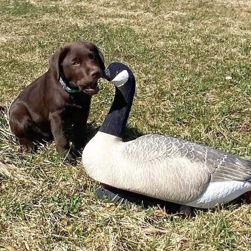 Dog and duck