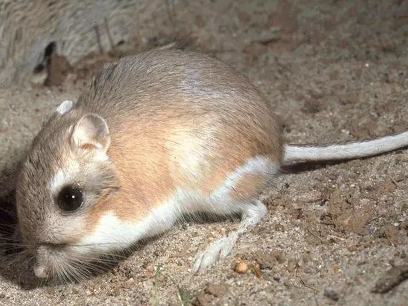 Kangaroo rat