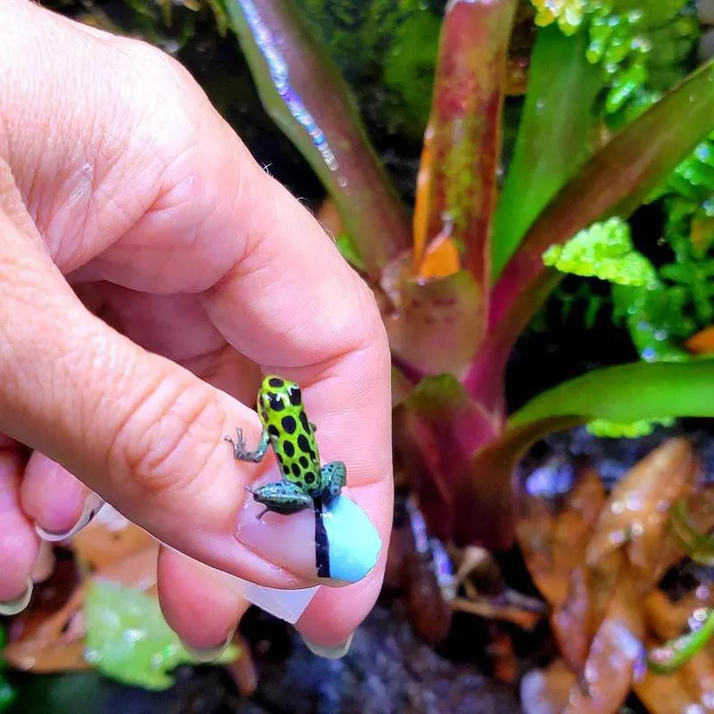 Tiny frog