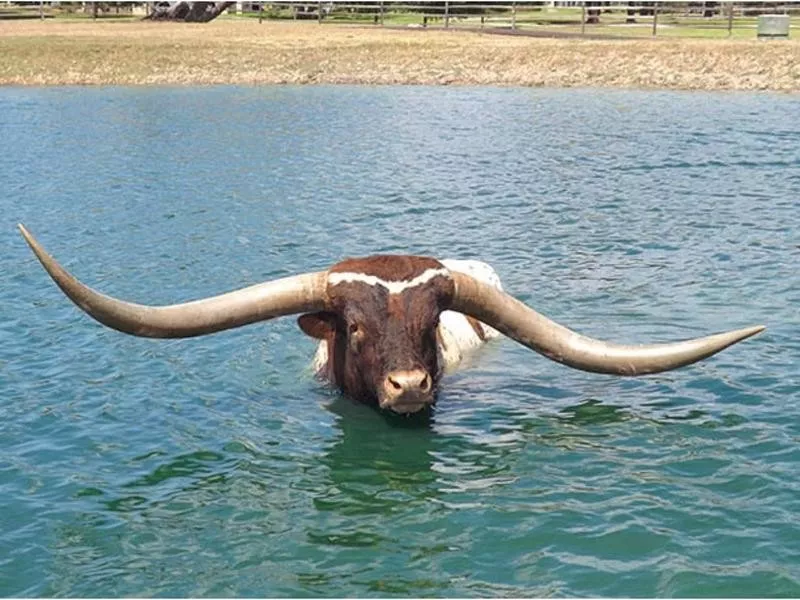 The Bull With the Longest Horn Spread