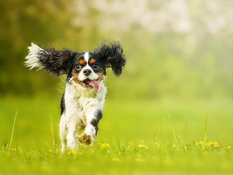 Cavalier King Charles Spaniel