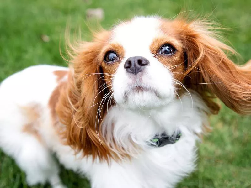 Cavalier King Charles Spaniel