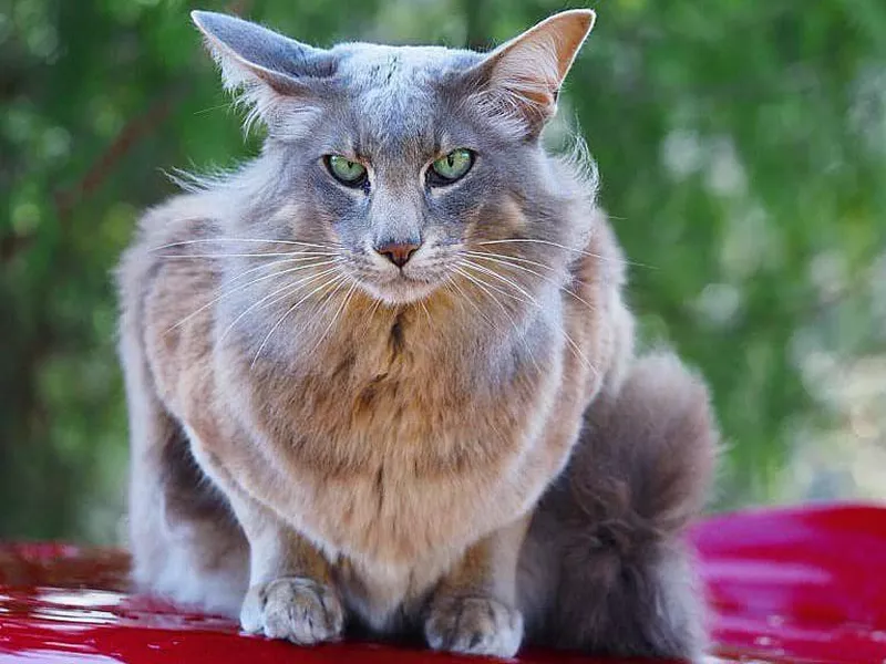 Oriental Longhair sitting on car