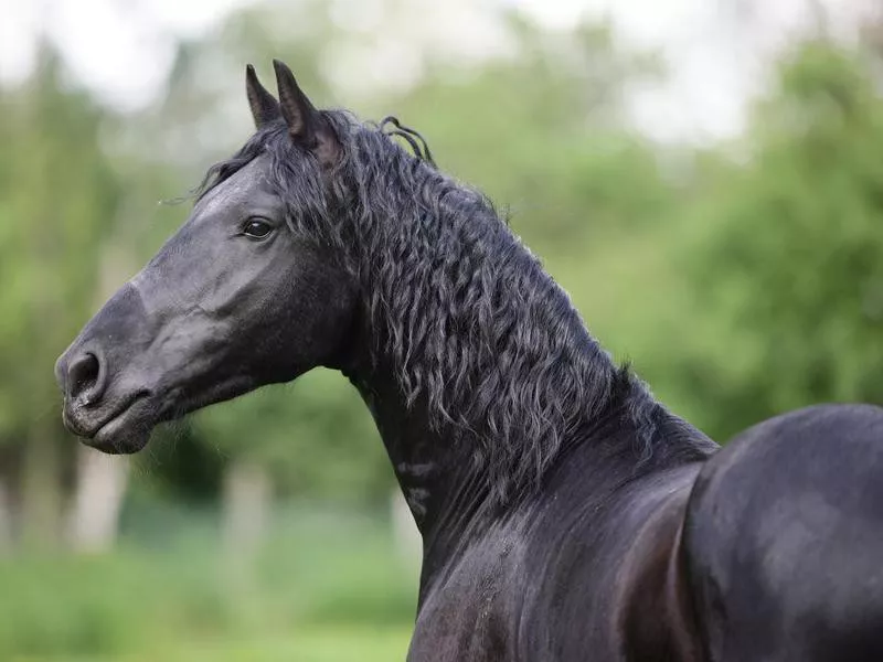 Friesian