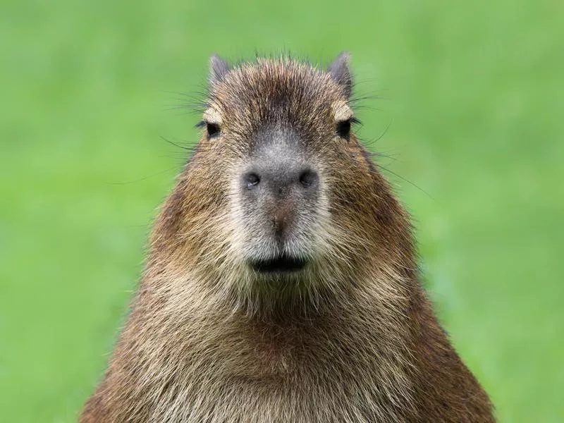 Capybara