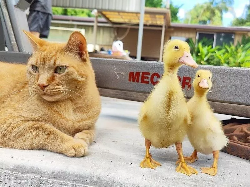 Kitten and ducks