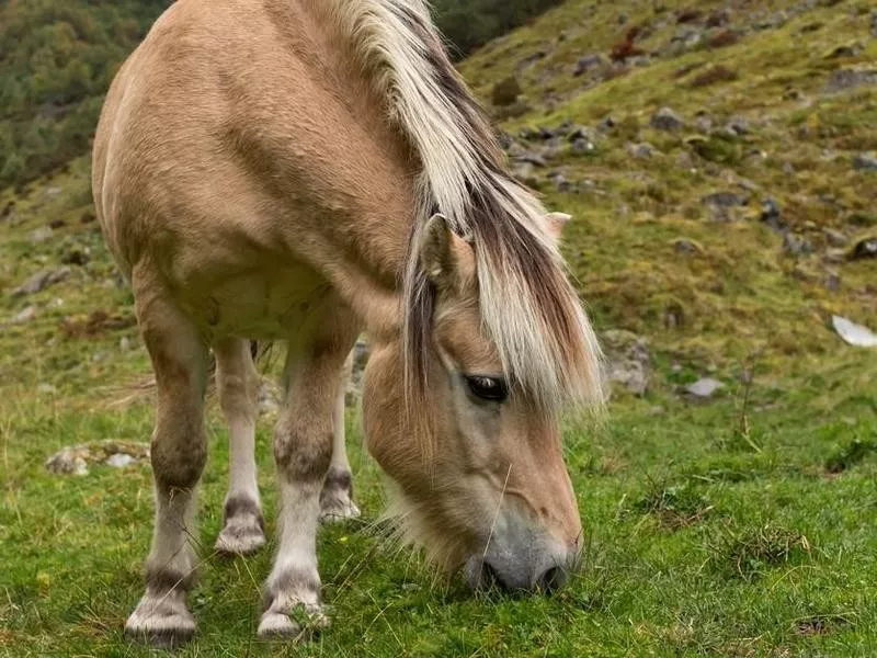 fjord horse