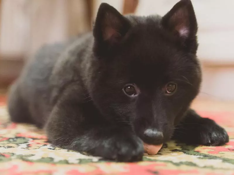 Schipperke