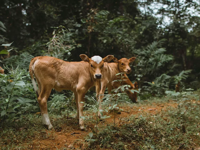 Baby Cows