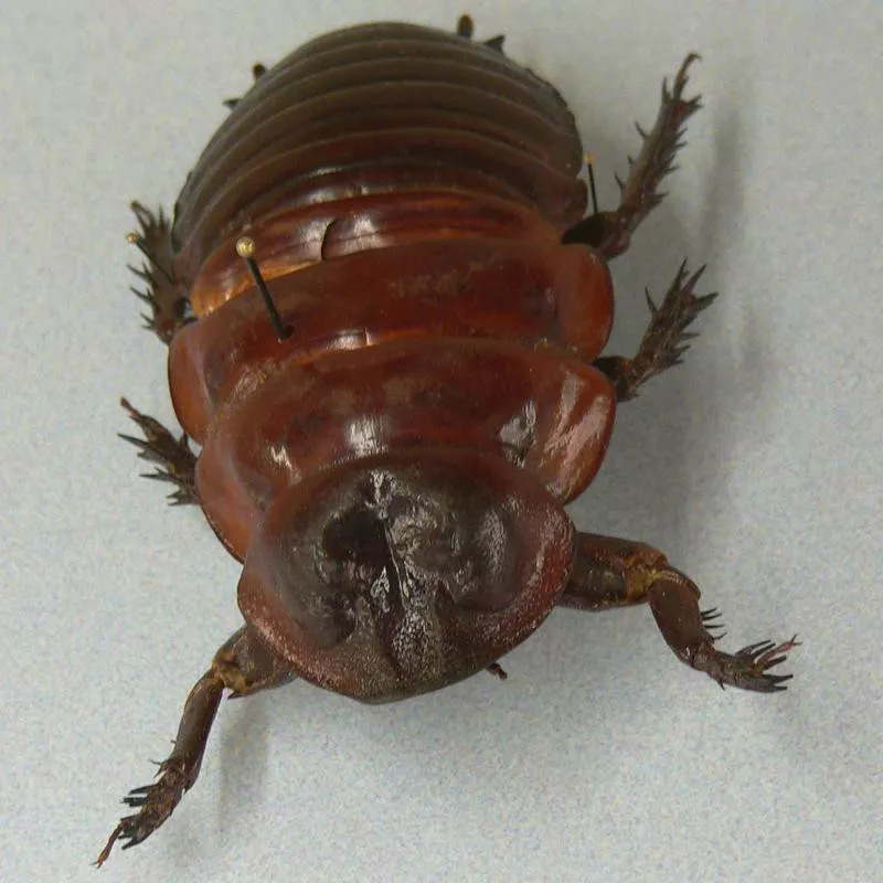 Giant Burrowing Cockroach