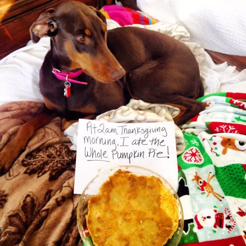 Dog looking sheepish after eating the pie