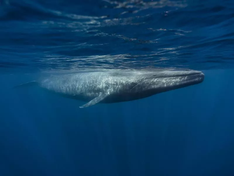 Blue Whale