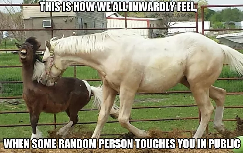 Relatable horse meme