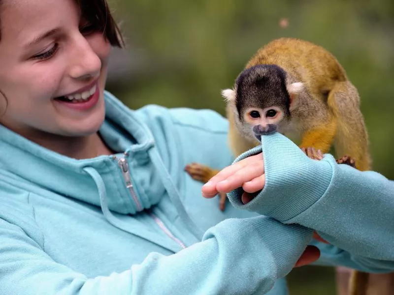 Squirrel Monkey