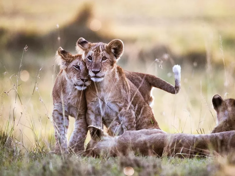 Lion Cubs