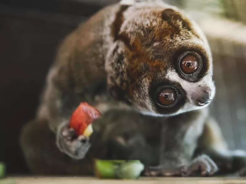 Slow loris eating fruit