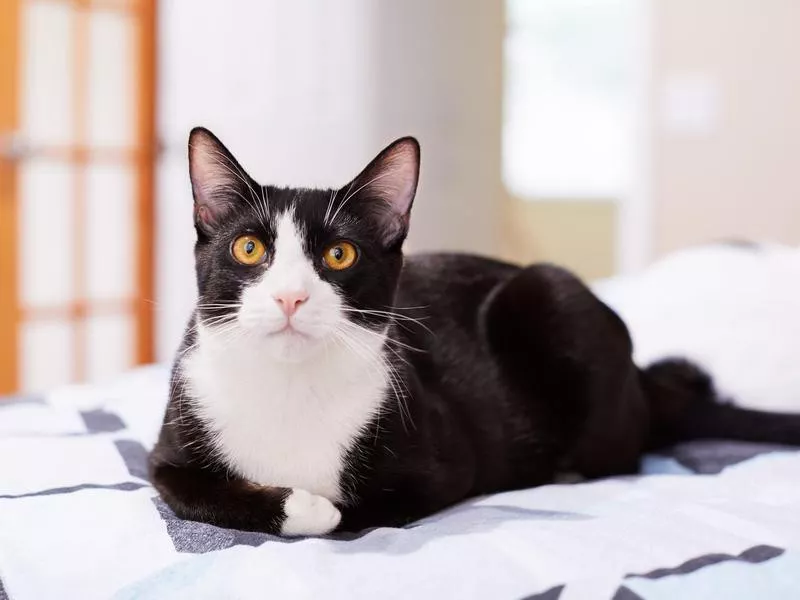 'Oreo' funny cat name