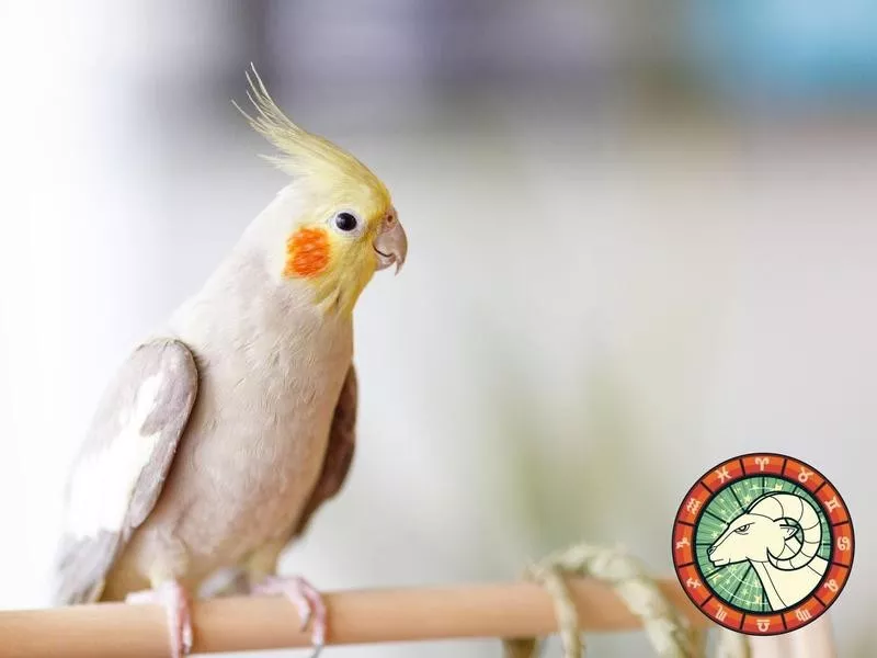 Cockatiel