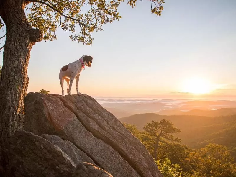 Shenandoah National Park