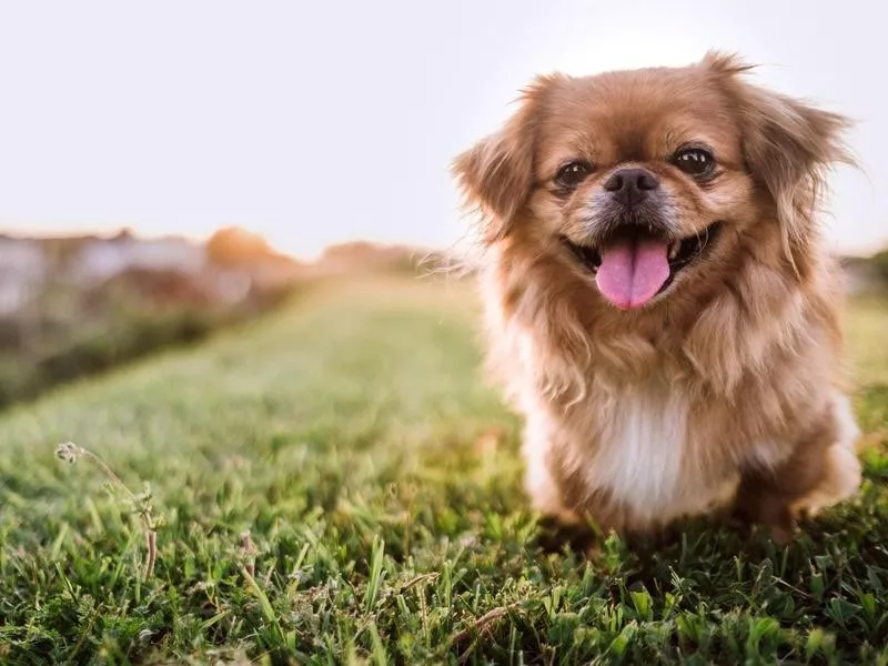 Pekingese