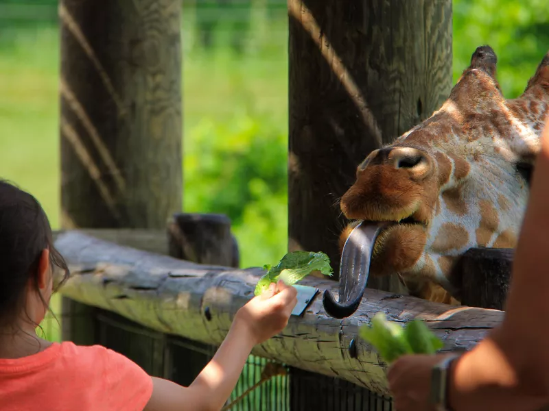 Giraffe at Fort Wayne