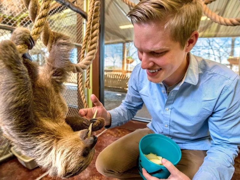 Man feeding sloth