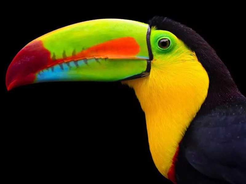 Toucan