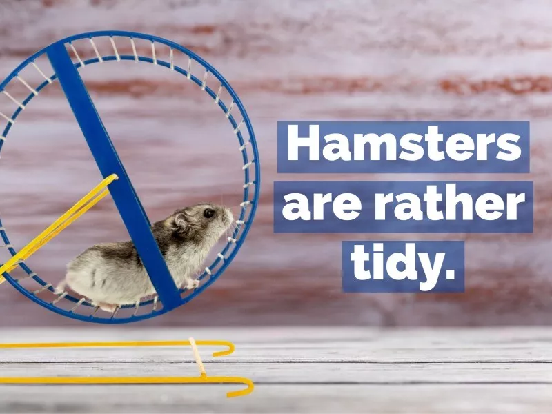 hamster