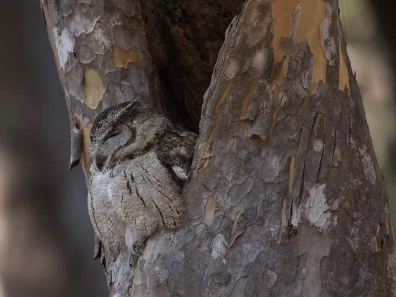 Indian Scops Owl camouflaged