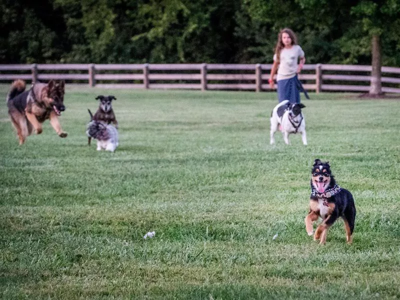 Boone County Dog Park