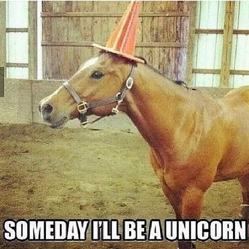 Horse Unicorn meme