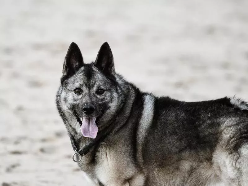 Norwegian Elkhound