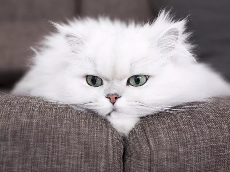 White Persian cat