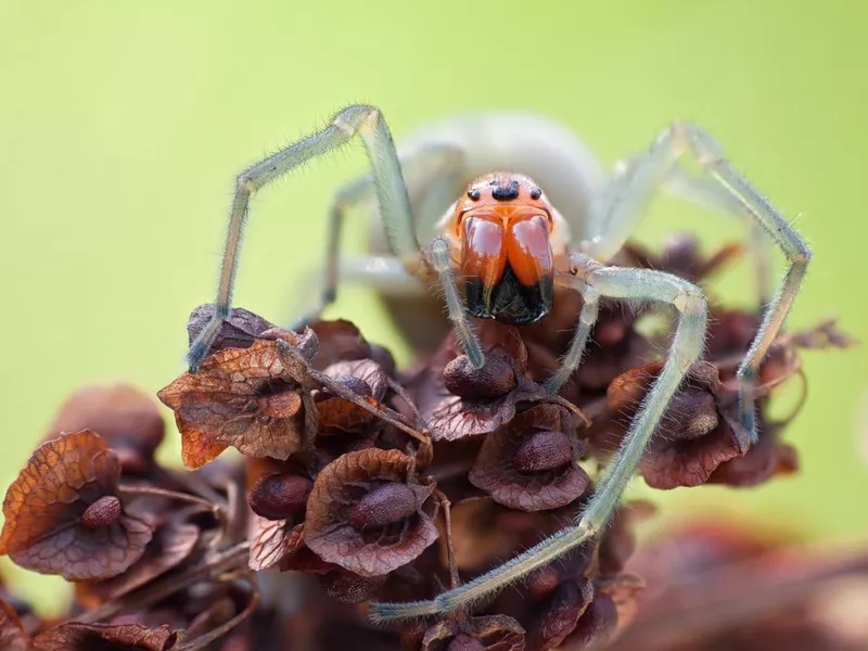 Sac Spider in Nature