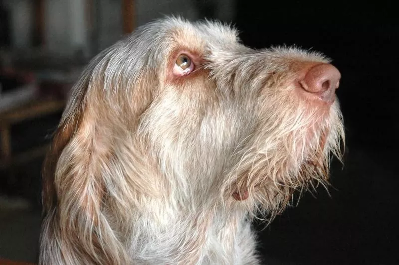 Spinone Italiano