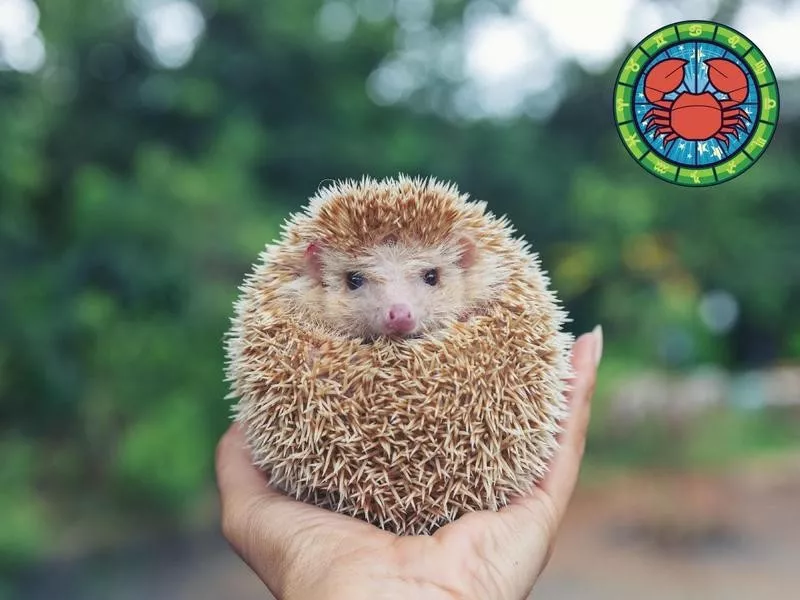 Hedgehog