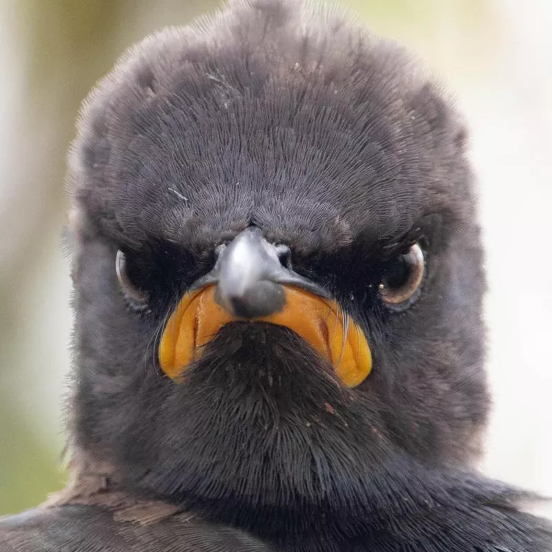 Pied Starling