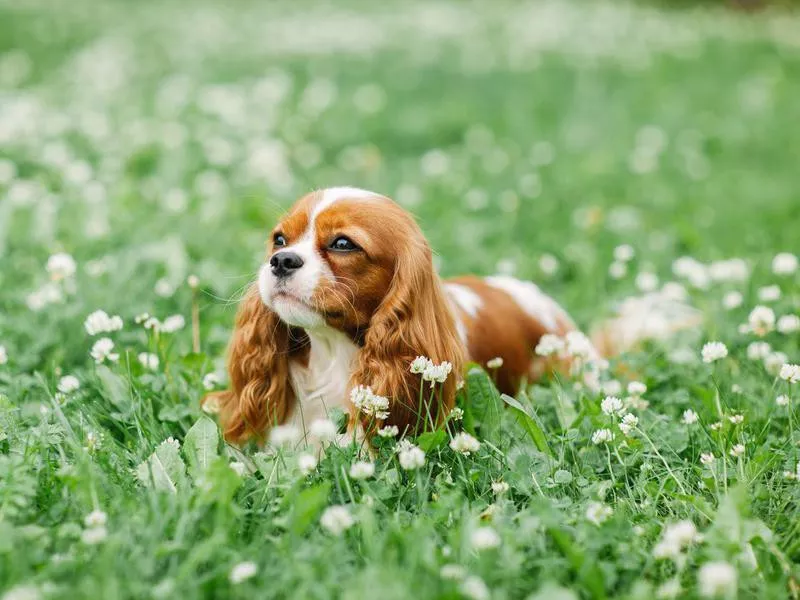 Cavalier King Charles spaniel