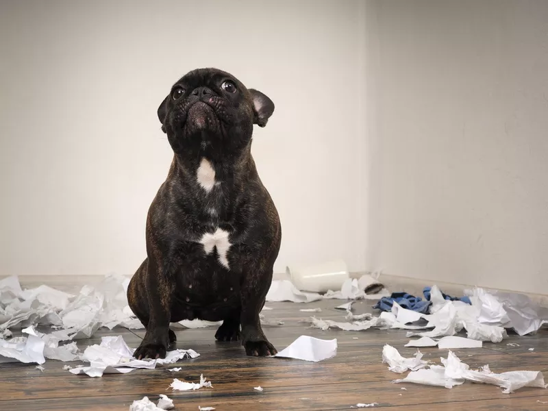 Playful French bulldog pup